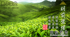 碧螺春二維碼防偽標簽營銷受消費者一致好評